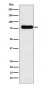 Anti-GAB1 Monoclonal Antibody